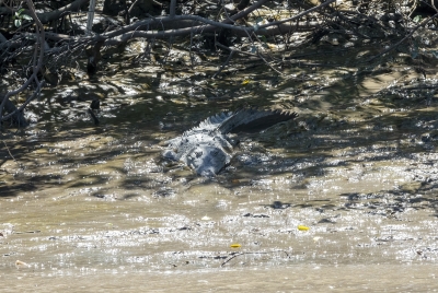 Costa Rica Crocodile 2024